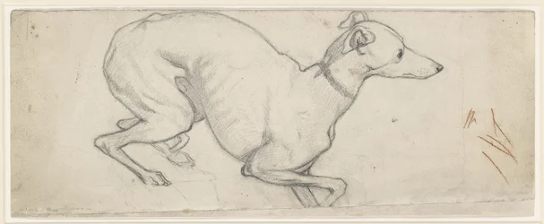 Studie eines Windhundes